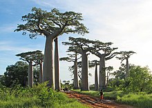 Grandidier's baobab
