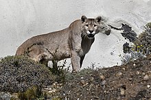 Puma, Mountain Lion, Cougar