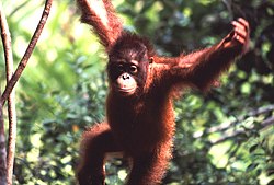Borneo-Orang-Utan