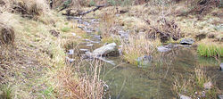 Booroolong frog