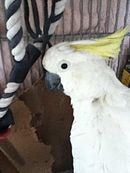 Yellow-crested cockatoo