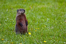 Woodchuck