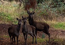 Barbary stag