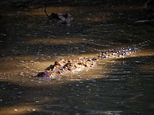 Philippine crocodile