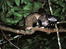 Common Palm Civet (Musang)
