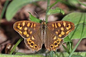Speckled wood (butterfly)