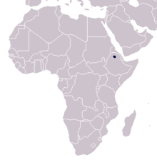 Äthiopischer Steinbock