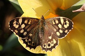 Speckled wood (butterfly)