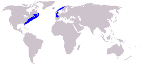 Atlantischer Nordkaper
