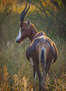 Blesbok