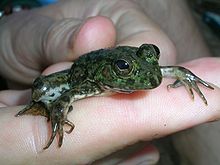 Cyan Five-fingered Frog