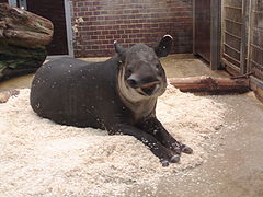 Tapir panamski