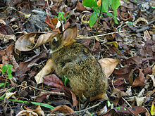 Forest Rabbit, Tapeti
