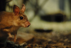 Malagasy giant rat