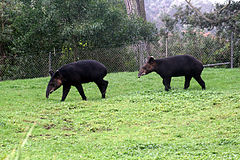 Mountain tapir