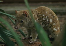 Spotted-tailed (Tiger) Quoll