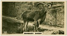 Barbary Sheep, Arui, Aoudad