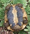 Hermann's tortoise