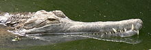 False gharial