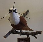 Three-wattled bellbird