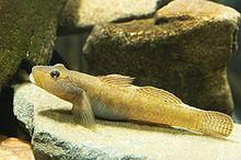 Rhinogobius