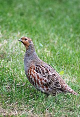 Grey partridge