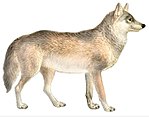 Subspecies of Canis lupus