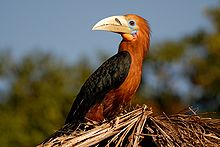 Rufous-necked hornbill