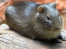 Capybara