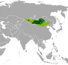 Mongolische Gazelle