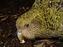 Strigops kakapo