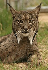 Spanish Lynx