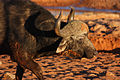 Cape (African) Buffalo, Bushcow