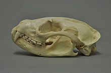 Gem-faced (or Masked) Palm Civet