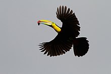 Toucan à carène