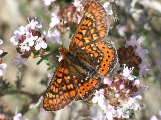 Marsh fritillary