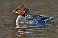 Mergus merganser