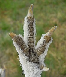 Willow ptarmigan