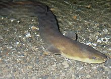 New Zealand longfin eel