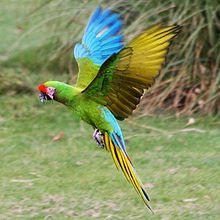 Military macaw