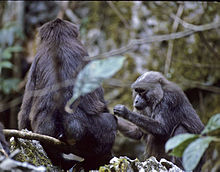 Macaque maure