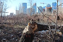 North American beaver