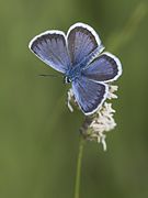 Azuré de l'ajonc