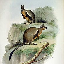 Black-footed Rock Wallaby