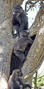 Macaque maure