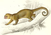 Kinkajou