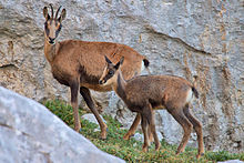 Chamois