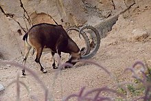 Capra ibex nubiana