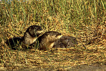 Canadian (River) Otter