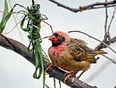 Travailleur à bec rouge